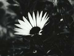 flower, growth, freshness, flower head, fragility, petal, single flower, close-up, beauty in nature, plant, nature, focus on foreground, blooming, dandelion, in bloom, field, stem, selective focus, botany, outdoors