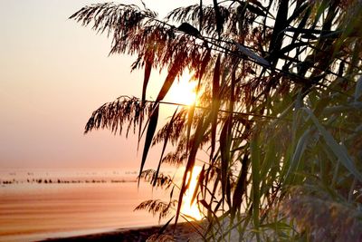Silhouette trees on beach against sky during sunset