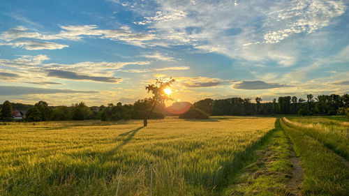 Scenic view of agricultural field against sky during sunset