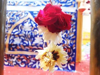 Close-up of red rose flower