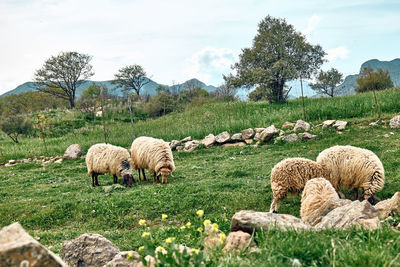 Flock of sheep grazing on green meadows in mountains in sicily, italy.