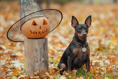 Close-up of dog