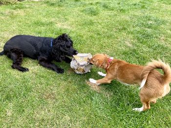 High angle view of two dogs playing on field