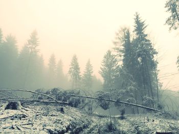 Trees in forest against sky during winter