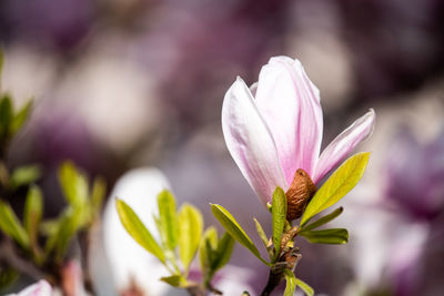 Close-up of pink flowering plant