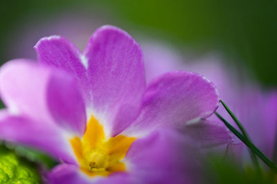 Close-up of pink crocus flower