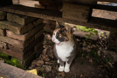 Portrait of a cat