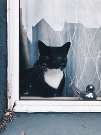 Portrait of black cat seen through window