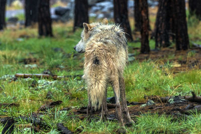 Lion standing in a forest