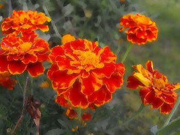 Close-up of red flowers blooming outdoors