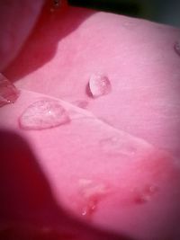 Close-up of pink flower