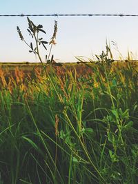 Close-up of wheat growing on field against clear sky