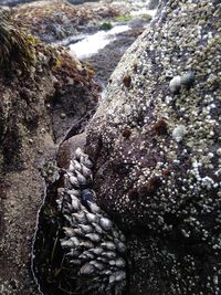 Close-up of lizard on rock