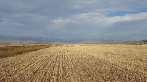 Scenic view of agricultural field against sky