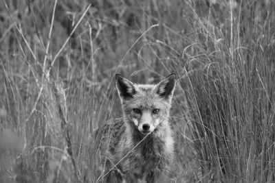 Portrait of fox  on field