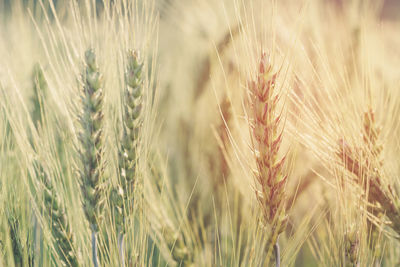 Close-up of wheat growing on field