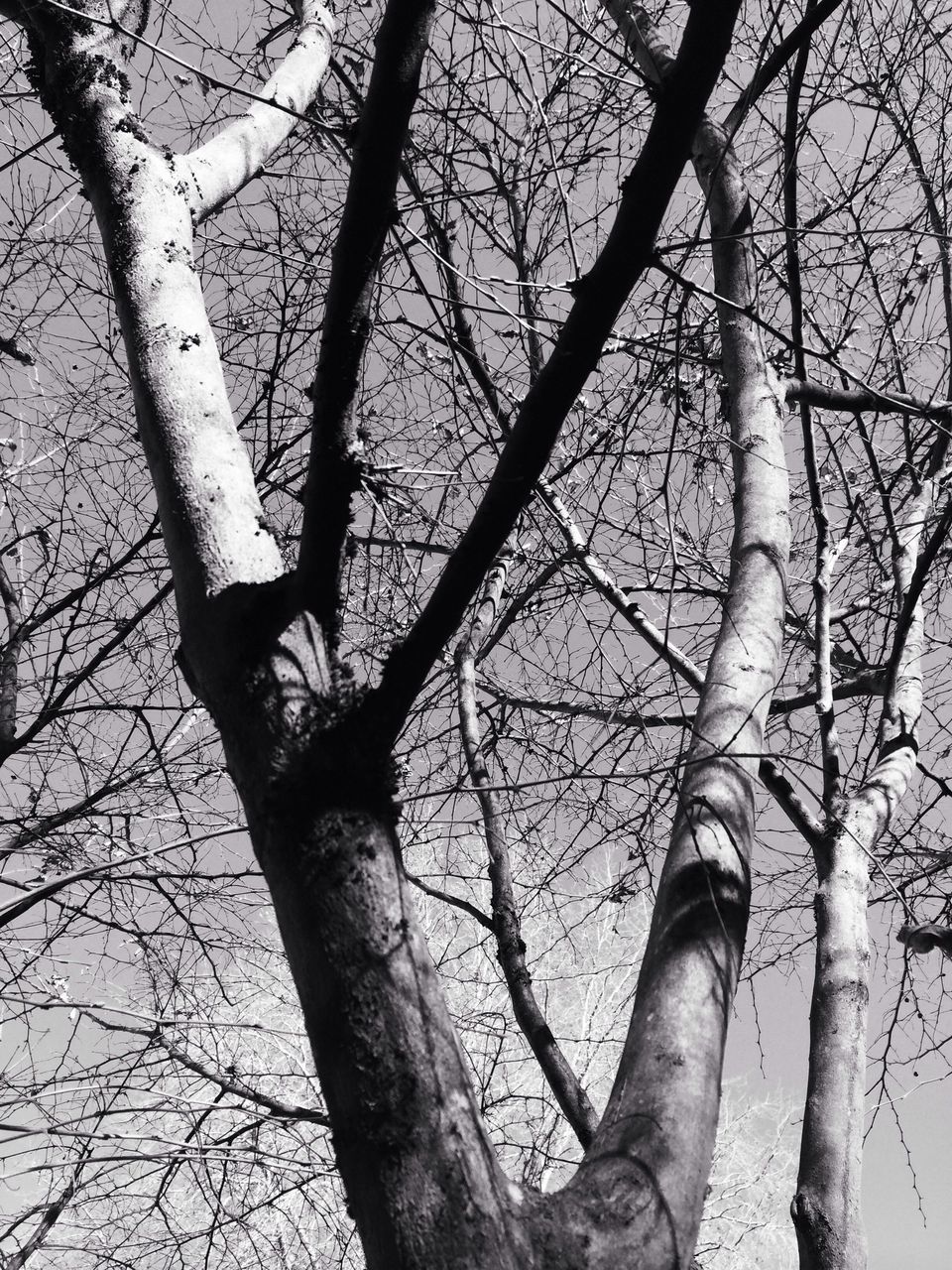 branch, tree, bare tree, low angle view, tree trunk, nature, sky, tranquility, growth, silhouette, outdoors, beauty in nature, wood - material, no people, day, close-up, scenics, backgrounds, dead plant, single tree