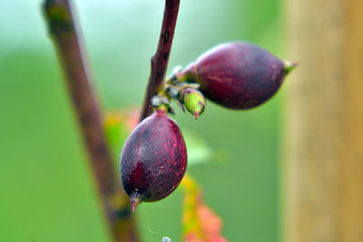 Close-up of berries growing on plant