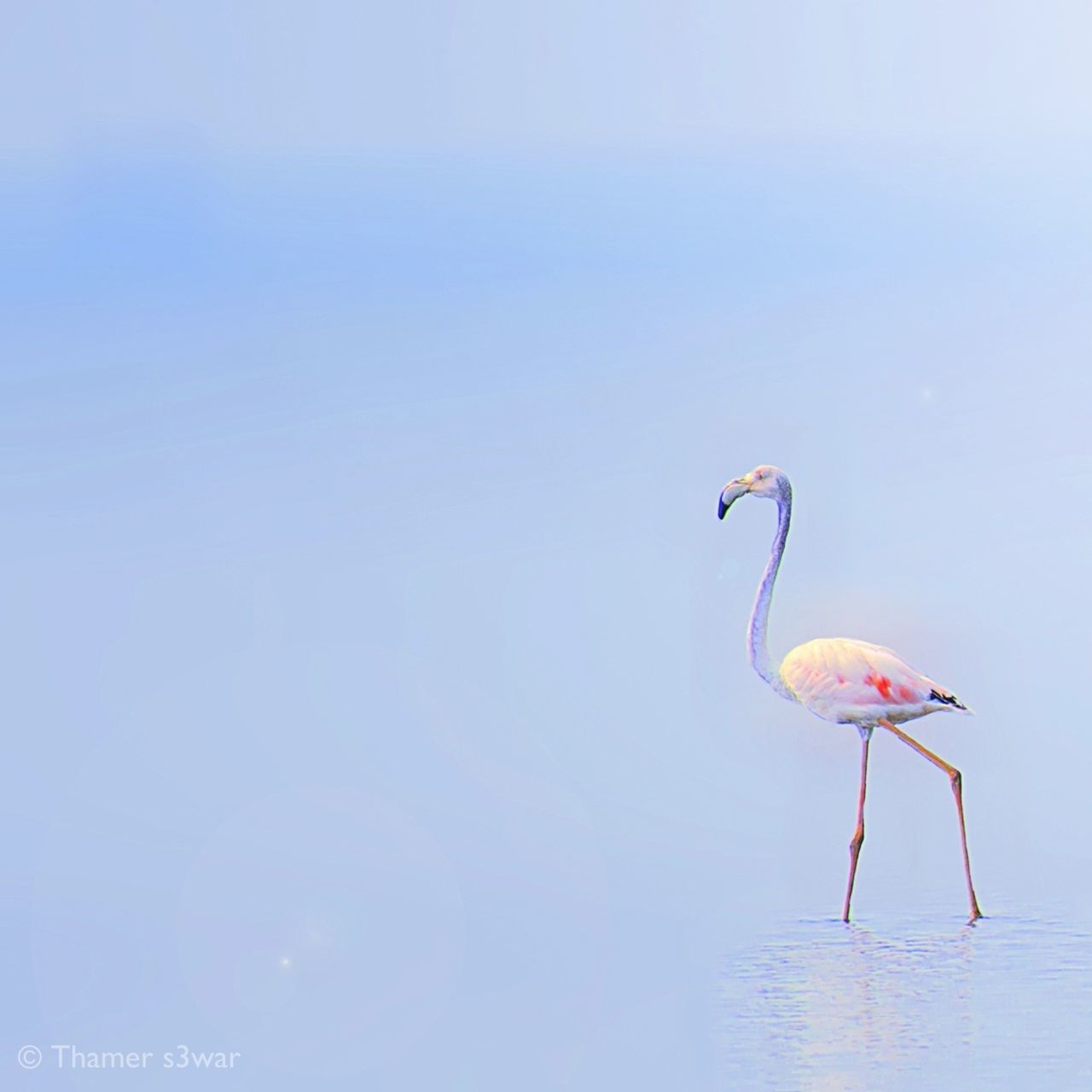 copy space, clear sky, water, mid-air, sky, sea, horizon over water, nature, tranquility, waterfront, beauty in nature, day, scenics, flying, tranquil scene, low angle view, outdoors, no people, blue, reflection