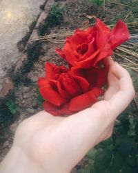 Close-up of hand holding red flower