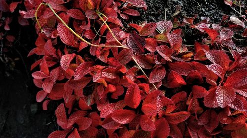 Close-up of autumn leaves