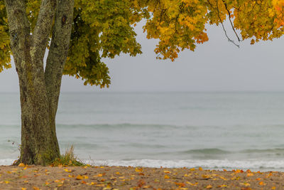 Tree at beach against sky