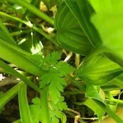 Close-up of fresh green plant