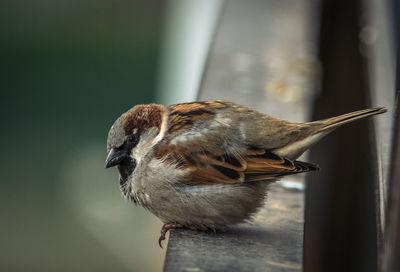 Close-up of bird perching on branch