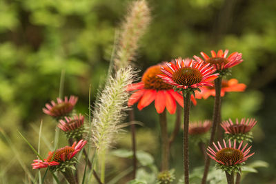 Close-up of red coneflowers blooming outdoors