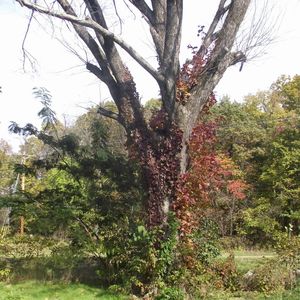 Plants growing on tree trunk