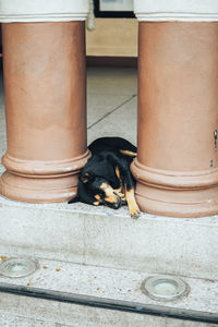 Close-up of dog looking at camera