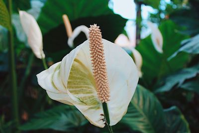 Close-up of flower against blurred background