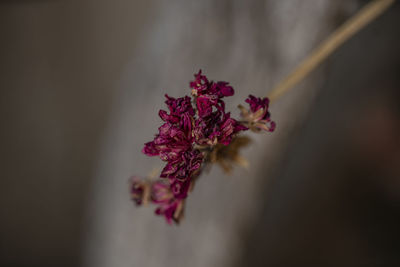 Close-up of wilted flower plant