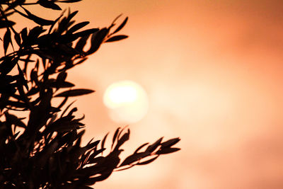 Close-up of plant at sunset