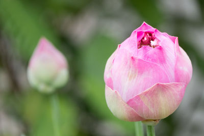 Close-up of pink rose