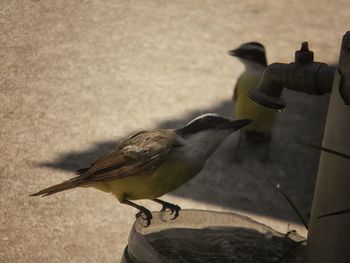 Close-up of bird perching