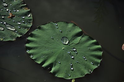 Close-up of wet leaf floating on water