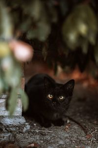 Portrait of black cat relaxing outdoors