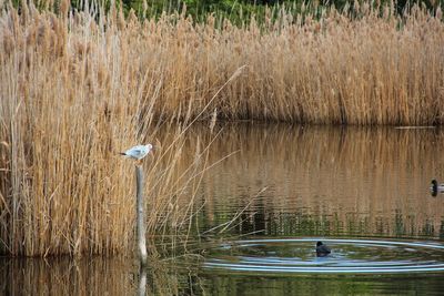 Birds swimming in lake