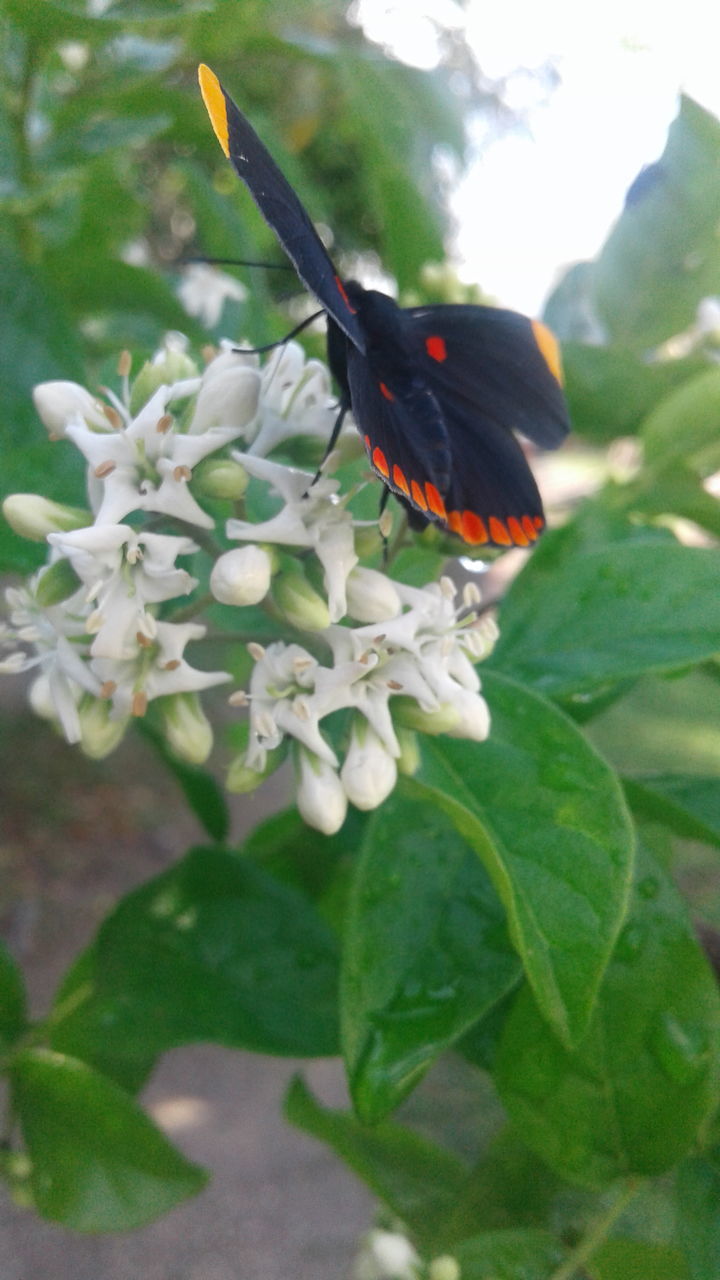 CLOSE-UP OF BUTTERFLY POLLINATING ON PLANT