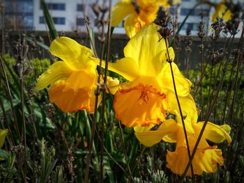 Close-up of yellow daffodil flowers