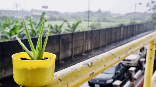 Close-up of yellow potted plant on field