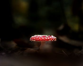 Close-up of fly on mushroom