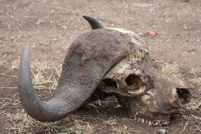 Close-up of animal skull