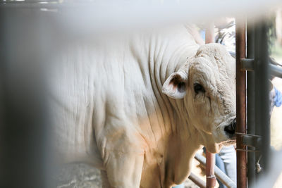 Close-up of cow