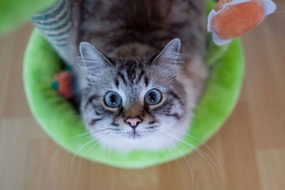 Close-up portrait of cat