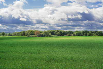 Scenic view of field against sky