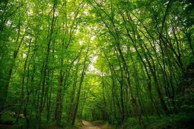 Low angle view of trees in forest