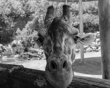 Close-up portrait of horse in ranch