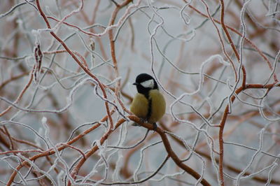 Low angle view of eurasian blue tit on frosted tree